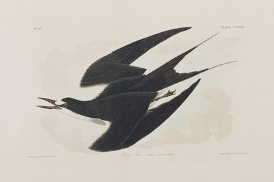 Kuvitus elokuvasta "Birds of America" tekijältä John James Audubon