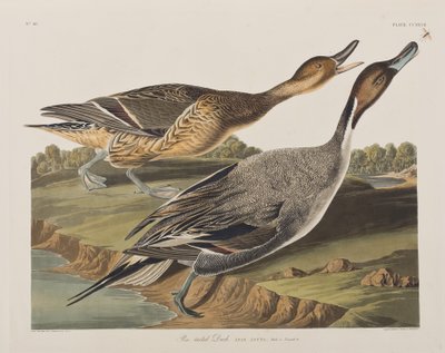 Kuvitus elokuvasta "Birds of America" tekijältä John James Audubon