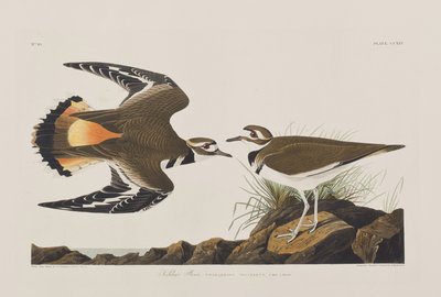 Kuvitus elokuvasta "Birds of America" tekijältä John James Audubon
