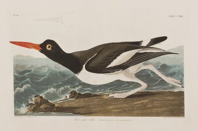 Kuvitus elokuvasta "Birds of America" tekijältä John James Audubon