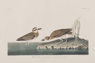 Kuvitus elokuvasta "Birds of America" tekijältä John James Audubon