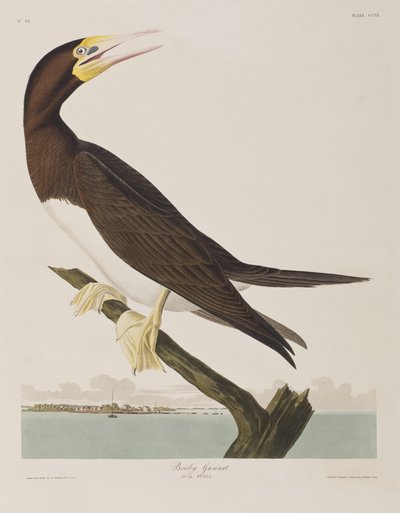 Kuvitus elokuvasta "Birds of America" tekijältä John James Audubon