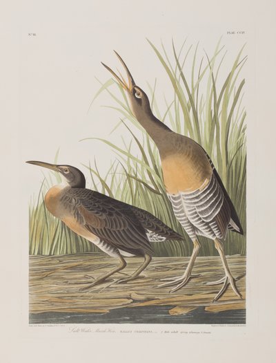 Kuvitus elokuvasta "Birds of America" tekijältä John James Audubon
