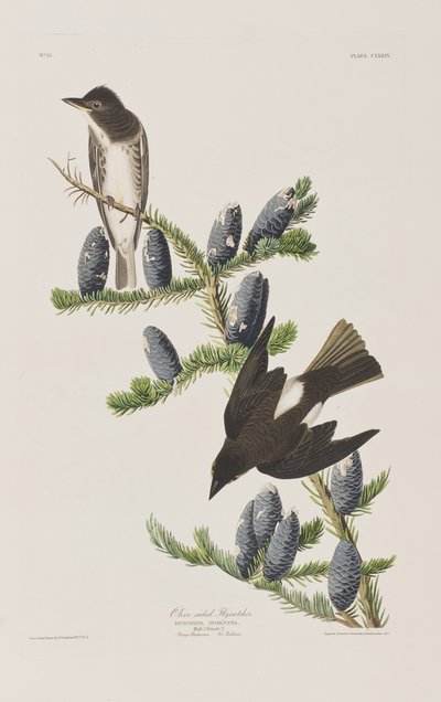 Kuvitus elokuvasta "Birds of America" tekijältä John James Audubon