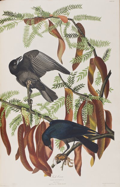 Kuvitus elokuvasta "Birds of America" tekijältä John James Audubon