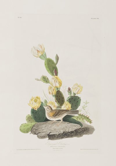 Kuvitus elokuvasta "Birds of America" tekijältä John James Audubon