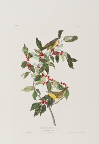 Kuvitus elokuvasta "Birds of America" tekijältä John James Audubon