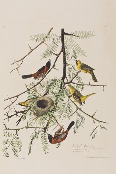 Kuvitus elokuvasta "Birds of America" tekijältä John James Audubon
