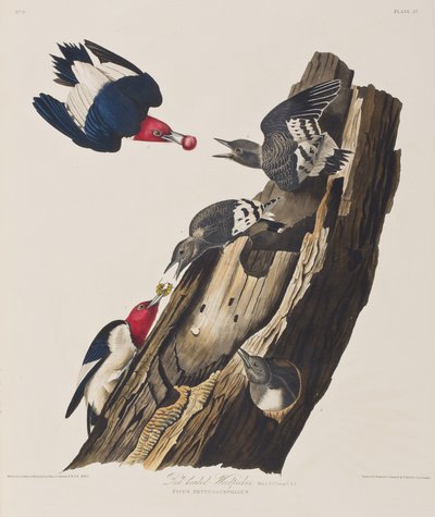 Kuvitus elokuvasta "Birds of America" tekijältä John James Audubon