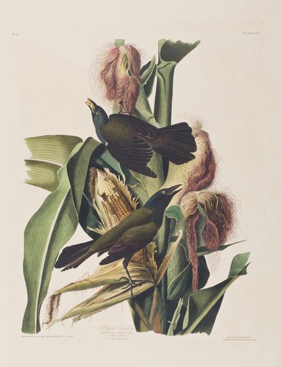 Kuvitus elokuvasta "Birds of America" tekijältä John James Audubon