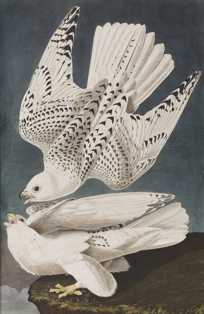 Kuvitus elokuvasta "Birds of America" tekijältä John James Audubon