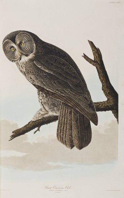 Kuvitus elokuvasta "Birds of America" tekijältä John James Audubon