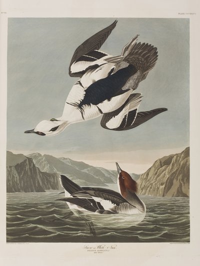 Kuvitus elokuvasta "Birds of America" tekijältä John James Audubon