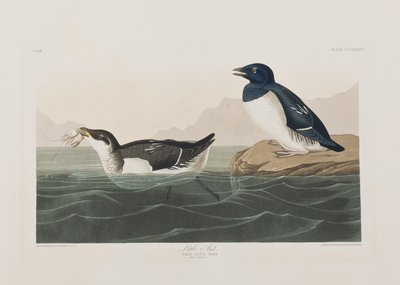 Kuvitus elokuvasta "Birds of America" tekijältä John James Audubon
