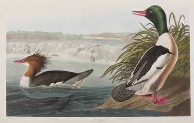 Kuvitus elokuvasta "Birds of America" tekijältä John James Audubon