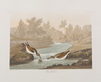 Kuvitus elokuvasta "Birds of America" tekijältä John James Audubon