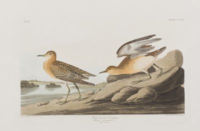 Kuvitus elokuvasta "Birds of America" tekijältä John James Audubon