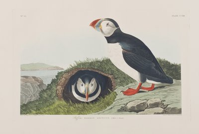 Kuvitus elokuvasta "Birds of America" tekijältä John James Audubon