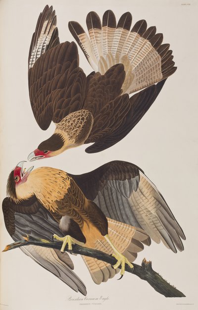 Kuvitus elokuvasta "Birds of America" tekijältä John James Audubon