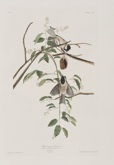 Kuvitus elokuvasta "Birds of America" tekijältä John James Audubon