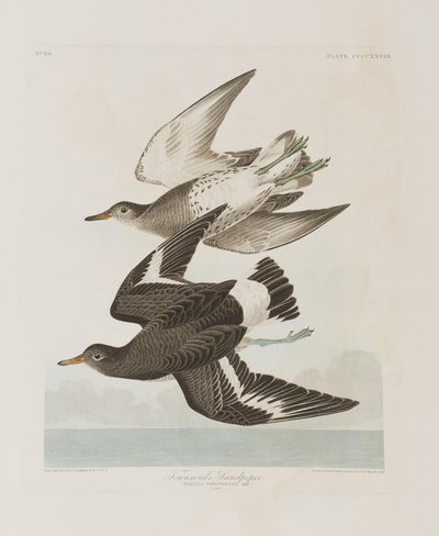 Kuvitus elokuvasta "Birds of America" tekijältä John James Audubon
