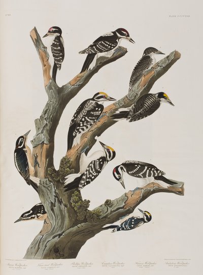 Kuvitus elokuvasta "Birds of America" tekijältä John James Audubon