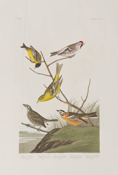 Kuvitus elokuvasta "Birds of America" tekijältä John James Audubon