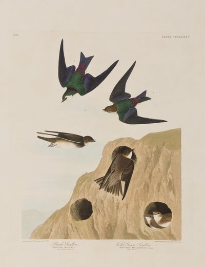 Kuvitus elokuvasta "Birds of America" tekijältä John James Audubon