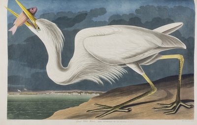 Kuvitus elokuvasta "Birds of America" tekijältä John James Audubon
