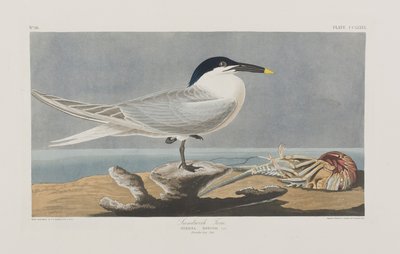 Kuvitus elokuvasta "Birds of America" tekijältä John James Audubon