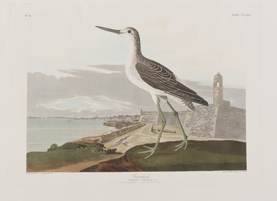 Kuvitus elokuvasta "Birds of America" tekijältä John James Audubon