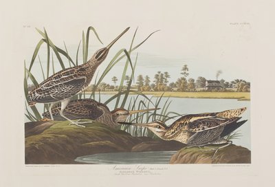 Kuvitus elokuvasta "Birds of America" tekijältä John James Audubon
