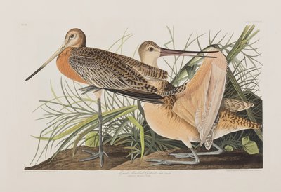Kuvitus elokuvasta "Birds of America" tekijältä John James Audubon