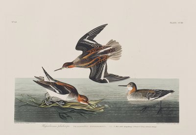 Kuvitus elokuvasta "Birds of America" tekijältä John James Audubon