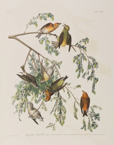 Kuvitus elokuvasta "Birds of America" tekijältä John James Audubon