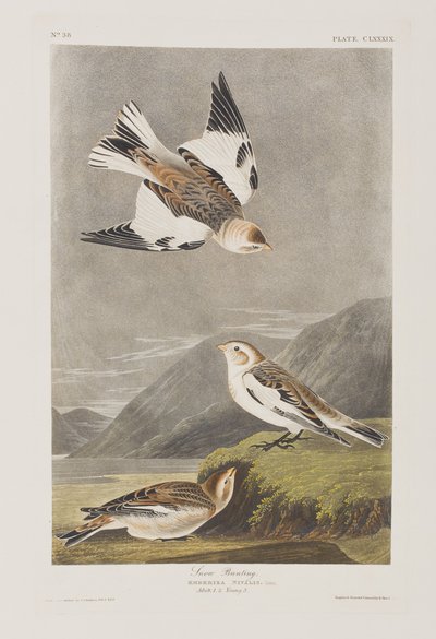 Kuvitus elokuvasta "Birds of America" tekijältä John James Audubon