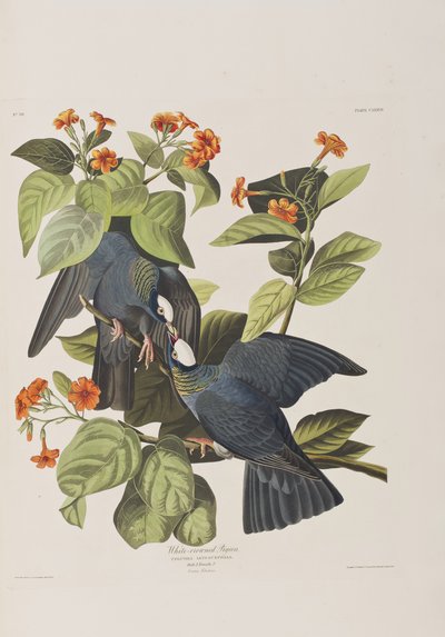 Kuvitus elokuvasta "Birds of America" tekijältä John James Audubon