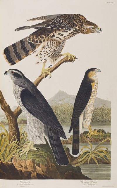 Kuvitus elokuvasta "Birds of America" tekijältä John James Audubon