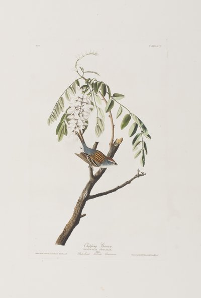 Kuvitus elokuvasta "Birds of America" tekijältä John James Audubon