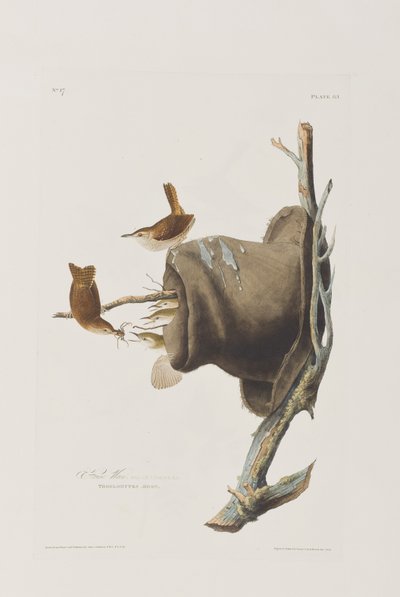 Kuvitus elokuvasta "Birds of America" tekijältä John James Audubon