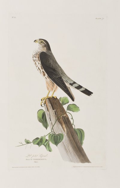 Kuvitus elokuvasta "Birds of America" tekijältä John James Audubon