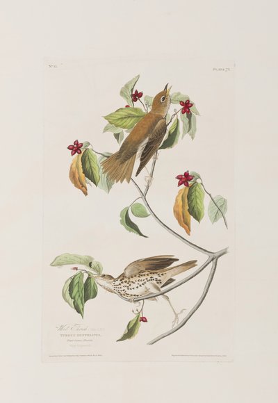 Kuvitus elokuvasta "Birds of America" tekijältä John James Audubon