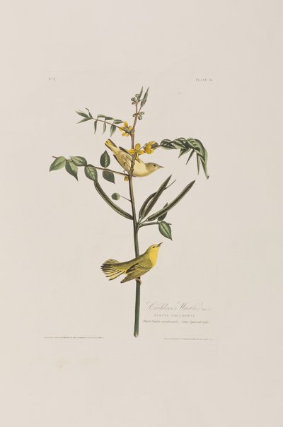 Kuvitus elokuvasta "Birds of America" tekijältä John James Audubon
