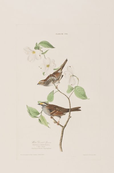 Kuvitus elokuvasta "Birds of America" tekijältä John James Audubon
