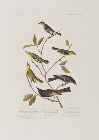 Kuvitus elokuvasta "Birds of America" tekijältä John James Audubon