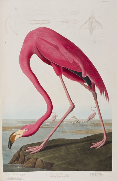 Kuvitus elokuvasta "Birds of America" tekijältä John James Audubon