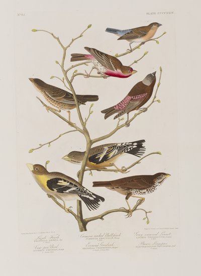 Kuvitus elokuvasta "Birds of America" tekijältä John James Audubon
