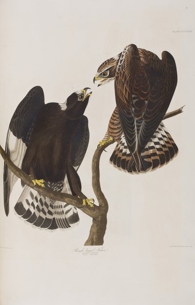 Kuvitus elokuvasta "Birds of America" tekijältä John James Audubon