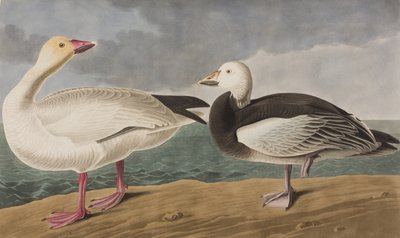 Kuvitus elokuvasta "Birds of America" tekijältä John James Audubon