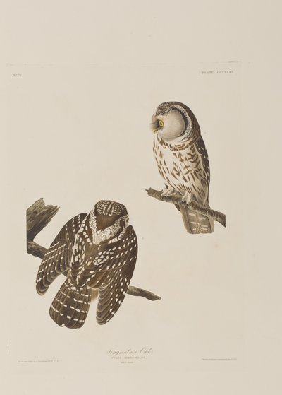 Kuvitus elokuvasta "Birds of America" tekijältä John James Audubon